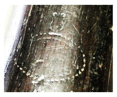 Régi grenadilla fából készült nagy méretű klarinét, Clarinete Buffet Crampon